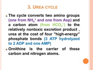 3. UREA CYCLE
The cycle converts two amino groups
(one from NH4
+ and one from Asp) and
a carbon atom (from HCO3
−) to the
relatively nontoxic excretion product ,
urea at the cost of four "high-energy"
phosphate bonds (3 ATP hydrolyzed
to 2 ADP and one AMP)
Ornithine is the carrier of these
carbon and nitrogen atoms.
 