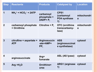 Step Reactants Products Catalyzed by Location
1 NH4
+ + HCO3
− + 2ATP
carbamoyl
phosphate +
2ADP+ Pi
CPS1
(carbamoyl
PO4 synthase
1)
mitochondri
a
2 carbamoyl phosphate
+ Ornithine
Citruline + Pi OTC (ornithine
transcarbamy-
lase)
mitochondri
a
3 citrulline + aspartate +
ATP
Arginosuccin
-ate+AMP+
PPi
ASS
(arginosuccinat
e synthetase)
cytosol
4
arginosuccinate
Arg+
fumarate
ASL (AS lyase) cytosol
5 Arg +H2O Ornithine+
urea
ARG1 (arginase
1)
cytosol
 
