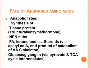 FATE OF ABSORBED AMINO ACIDS
Anabolic fates:
Synthesis of:
 Tissue protein
(structural/enzyme/hormone)
 NPN subs
 FA, ketone bodies, Steroids (via
acetyl co A, end product of catabolism
of AA C skeleton)
 Glucose/glycogen (via pyruvate & TCA
cycle intermediates).
 