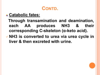 CONTD.
Catabolic fates:
Through transamination and deamination,
each AA produces NH3 & their
corresponding C-skeleton (α-keto acid).
 NH3 is converted to urea via urea cycle in
liver & then excreted with urine.
 