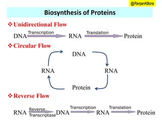 Protein Flow Protein metabolism | PPTX
