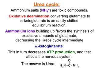 Urea cycle:
Ammonium salts (NH4
+) are toxic compounds.
Oxidative deamination converting glutamate to
-ketoglutarate is an easily shifted
equilibrium reaction.
Ammonium ions building up favors the synthesis of
excessive amounts of glutamate,
decreasing the Krebs cycle intermediate
-ketoglutarate.
This in turn decreases ATP production, and that
affects the nervous system.
The answer is Urea:
 