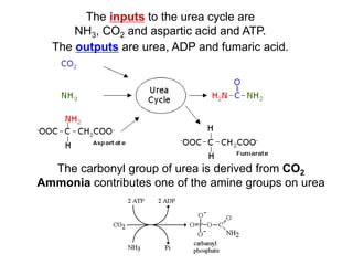 The inputs to the urea cycle are
NH3, CO2 and aspartic acid and ATP.
The outputs are urea, ADP and fumaric acid.
The carbonyl group of urea is derived from CO2
Ammonia contributes one of the amine groups on urea
 
