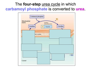 The four-step urea cycle in which
carbamoyl phosphate is converted to urea.
 