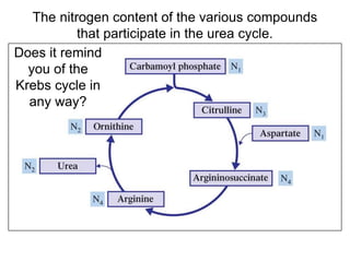 The nitrogen content of the various compounds
that participate in the urea cycle.
Does it remind
you of the
Krebs cycle in
any way?
 