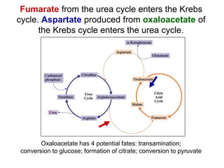 Fumarate from the urea cycle enters the Krebs
cycle. Aspartate produced from oxaloacetate of
the Krebs cycle enters the urea cycle.
Oxaloacetate has 4 potential fates: transamination;
conversion to glucose; formation of citrate; conversion to pyruvate
 