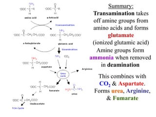 Summary:
Transamination takes
off amine groups from
amino acids and forms
glutamate
(ionized glutamic acid)
Amine groups form
ammonia when removed
in deamination
This combines with
CO2 & Aspartate.
Forms urea, Arginine,
& Fumarate
 