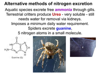 Alternative methods of nitrogen excretion
Aquatic species excrete free ammonia through gills.
Terrestrial critters produce Urea - very soluble - still
needs water for removal via kidneys.
Imposes a minimum daily water requirement.
Spiders excrete guanine,
5 nitrogen atoms in a small molecule.
 