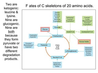 F ates of C skeletons of 20 amino acids.
Two are
ketogenic:
leucine &
lysine.
Nine are
glucogenic.
Nine are
both
because
they form
pyruvate or
have two
different
degradation
products.
 