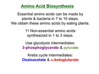 Amino Acid Biosynthesis
Essential amino acids can be made by
plants & bacteria in 7 to 10 steps.
We obtain these amino acids by eating plants.
11 Non-essential amino acids
synthesized in 1 to 3 steps.
Use glycolysis intermediates:
3-phosphoglycerate & pyruvate
Krebs cycle intermediates:
Oxaloacetate & -ketoglutarate
 