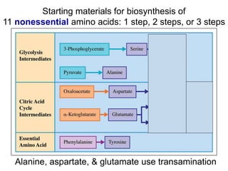 Starting materials for biosynthesis of
11 nonessential amino acids: 1 step, 2 steps, or 3 steps
Alanine, aspartate, & glutamate use transamination
 