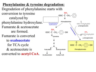 Phenylalanine & tyrosine degradation:
Degradation of phenylalanine starts with
conversion to tyrosine
catalyzed by
phenylalanine hydroxylase.
Fumarate & acetoacetate
are formed.
Fumarate is converted
to oxaloacetate
for TCA cycle
& acetoacetate is
converted to acetyl CoA.
 