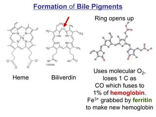 Formation of Bile Pigments
Heme Biliverdin
Uses molecular O2,
loses 1 C as
CO which fuses to
1% of hemoglobin.
Fe3+ grabbed by ferritin
to make new hemoglobin
Ring opens up
 