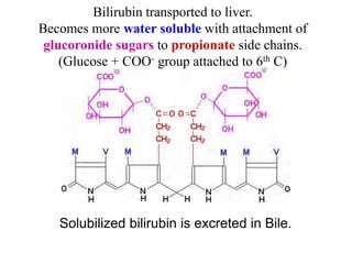 Bilirubin transported to liver.
Becomes more water soluble with attachment of
glucoronide sugars to propionate side chains.
(Glucose + COO- group attached to 6th C)
Solubilized bilirubin is excreted in Bile.
 