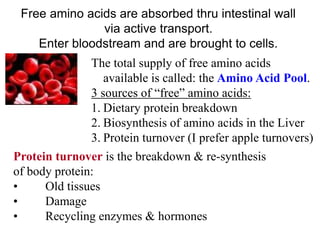 Free amino acids are absorbed thru intestinal wall
via active transport.
Enter bloodstream and are brought to cells.
The total supply of free amino acids
available is called: the Amino Acid Pool.
3 sources of “free” amino acids:
1. Dietary protein breakdown
2. Biosynthesis of amino acids in the Liver
3. Protein turnover (I prefer apple turnovers)
Protein turnover is the breakdown & re-synthesis
of body protein:
• Old tissues
• Damage
• Recycling enzymes & hormones
 
