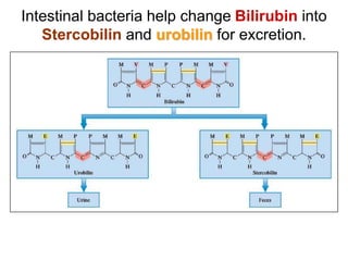Intestinal bacteria help change Bilirubin into
Stercobilin and urobilin for excretion.
 