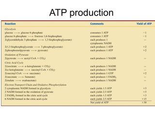 ATP production
 
