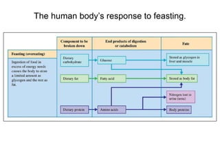 The human body’s response to feasting.
 