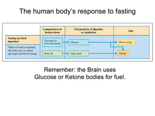 The human body’s response to fasting
Remember: the Brain uses
Glucose or Ketone bodies for fuel.
 