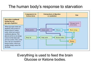The human body’s response to starvation
Everything is used to feed the brain
Glucose or Ketone bodies.
 