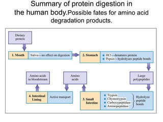 Summary of protein digestion in
the human body.Possible fates for amino acid
degradation products.
 