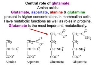Central role of glutamate:
Amino acids:
Glutamate, aspartate, alanine & glutamine
present in higher concentrations in mammalian cells.
Have metabolic functions as well as roles in proteins.
Glutamate is the most important, metabolically.
 