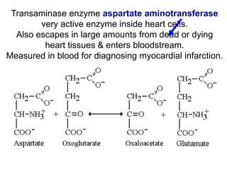 Transaminase enzyme aspartate aminotransferase
very active enzyme inside heart cells.
Also escapes in large amounts from dead or dying
heart tissues & enters bloodstream.
Measured in blood for diagnosing myocardial infarction.
 