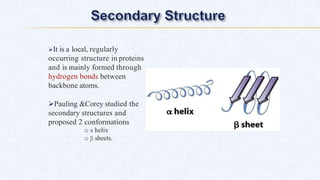 It is a local, regularly
occurring structure in proteins
and is mainly formed through
hydrogen bonds between
backbone atoms.
Pauling &Corey studied the
secondary structures and
proposed 2 conformations
o α helix
o β sheets.
 