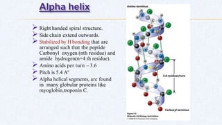  Right handed spiral structure.
 Side chain extend outwards.
 Stabilized by H bonding that are
arranged such that the peptide
Carbonyl oxygen (nth residue) and
amide hydrogen(n+4 th residue).
 Amino acids per turn – 3.6
 Pitch is 5.4 A°
 Alpha helical segments, are found
in many globular proteins like
myoglobin,troponin C.
 