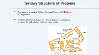  The tertiary structure defines the specific overall 3-D shape
of the protein.
 Tertiary structure is based on various types of interactions
between the side-chains of the peptide chain
 