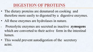 DIGESTION OF PROTEINS
• The dietary proteins are denatured on cooking and
therefore more easily to digested by a digestive enzymes.
• All these enzymes are hydrolases in nature.
• Proteolytic enzymes are secreted as inactive zymogens
which are converted to their active form in the intestinal
lumen.
• This would prevent autodigestion of the secretory
acini.
 