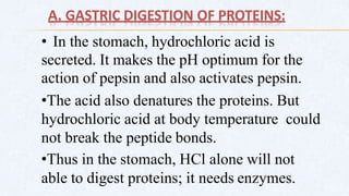 A. GASTRIC DIGESTION OF PROTEINS:
• In the stomach, hydrochloric acid is
secreted. It makes the pH optimum for the
action of pepsin and also activates pepsin.
•The acid also denatures the proteins. But
hydrochloric acid at body temperature could
not break the peptide bonds.
•Thus in the stomach, HCl alone will not
able to digest proteins; it needs enzymes.
 