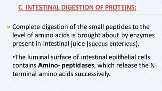 C. INTESTINAL DIGESTION OF PROTEINS:
 Complete digestion of the small peptides to the
level of amino acids is brought about by enzymes
present in intestinal juice (succus entericus).
•The luminal surface of intestinal epithelial cells
contains Amino- peptidases, which release the N-
terminal amino acids successively.
 