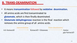 B. TRANS-DEAMINATION
• It means transamination followed by oxidative deamination.
• All amino acids are first transaminated to
glutamate, which is then finally deaminated.
• Glutamate dehydrogenase reaction is the final reaction which
removes the amino group of all amino acids.
20
AA+ketoacid1 Ketoacid2+ Glutamate Amino
grp+ketoacid3
transamination Trans-deamination
 