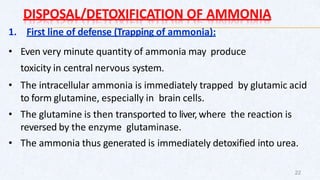 DISPOSAL/DETOXIFICATION OF AMMONIA
1. First line of defense (Trapping of ammonia):
• Even very minute quantity of ammonia may produce
toxicity in central nervous system.
• The intracellular ammonia is immediately trapped by glutamic acid
to form glutamine, especially in brain cells.
• The glutamine is then transported to liver,where the reaction is
reversed by the enzyme glutaminase.
• The ammonia thus generated is immediately detoxified into urea.
22
 