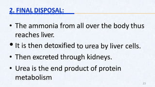 2. FINAL DISPOSAL:
• The ammonia from all over the body thus
reaches liver.
•It is then detoxified to urea by liver cells.
• Then excreted through kidneys.
• Urea is the end product of protein
metabolism
23
 
