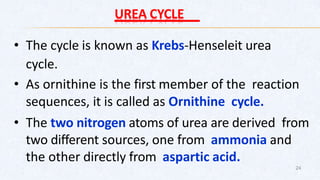 UREA CYCLE
• The cycle is known as Krebs-Henseleit urea
cycle.
• As ornithine is the first member of the reaction
sequences, it is called as Ornithine cycle.
• The two nitrogen atoms of urea are derived from
two different sources, one from ammonia and
the other directly from aspartic acid.
24
 
