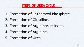 STEPS OF UREA CYCLE
1. Formation of Carbamoyl Phosphate.
2. Formation of Citrulline.
3. Formation of Argininosuccinate.
4. Formation of Arginine.
5. Formation of Urea.
26
 
