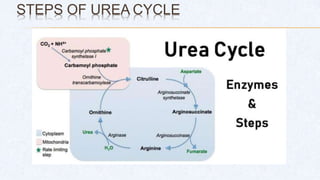 STEPS OF UREA CYCLE
 