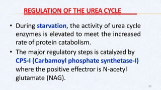 REGULATION OF THE UREA CYCLE
• During starvation, the activity of urea cycle
enzymes is elevated to meet the increased
rate of protein catabolism.
• The major regulatory steps is catalyzed by
CPS-I (Carbamoyl phosphate synthetase-I)
where the positive effectror is N-acetyl
glutamate (NAG).
29
 