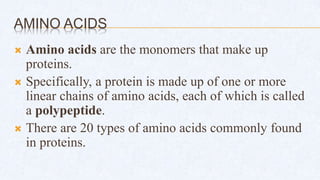 AMINO ACIDS
 Amino acids are the monomers that make up
proteins.
 Specifically, a protein is made up of one or more
linear chains of amino acids, each of which is called
a polypeptide.
 There are 20 types of amino acids commonly found
in proteins.
 