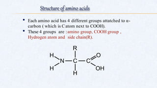 • Each amino acid has 4 different groups attatched to α-
carbon ( which is Catom next to COOH).
• These 4 groups are :amino group, COOH group ,
Hydrogen atom and side chain(R).
 