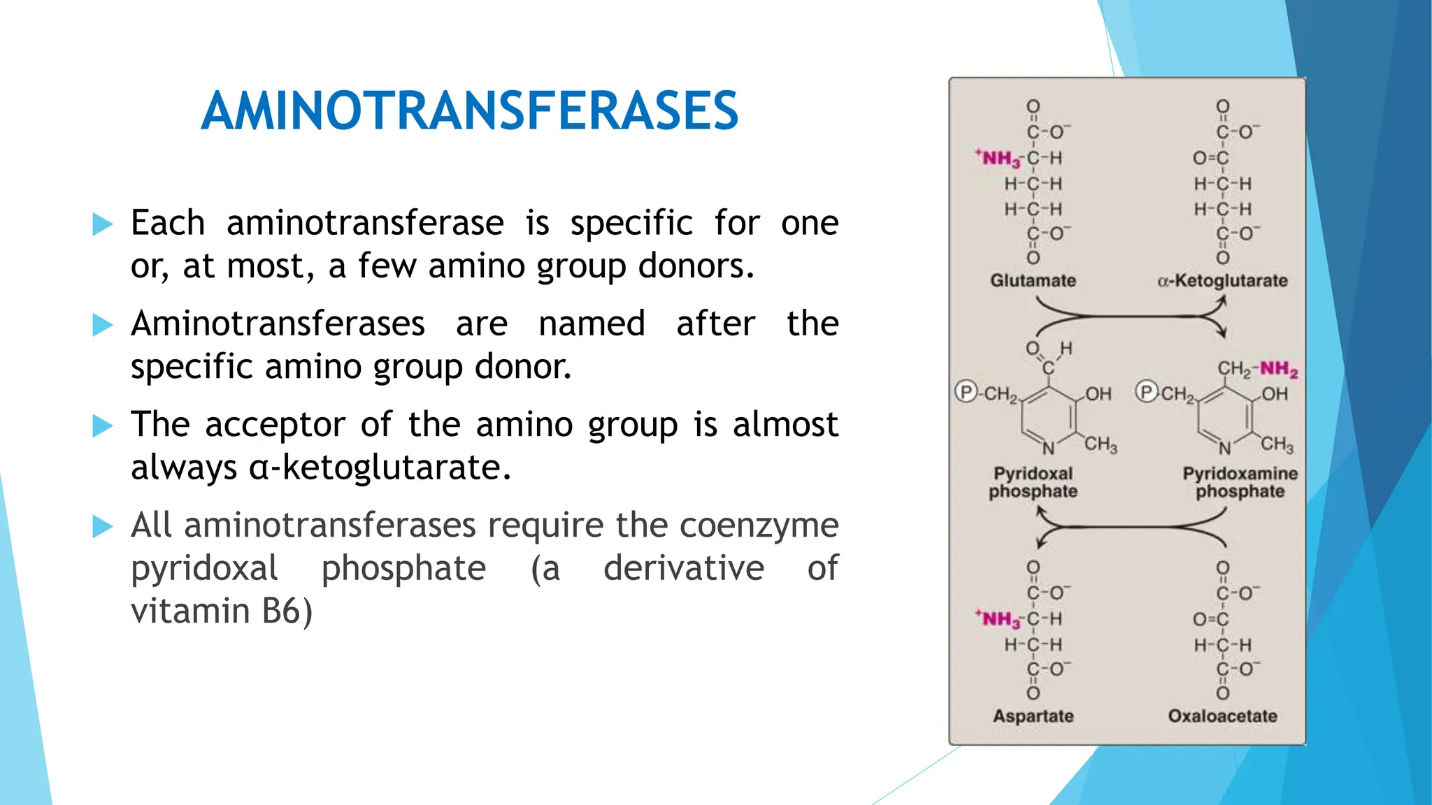 METABOLISM OF PROTEINS B sc Generic Nursing pptx