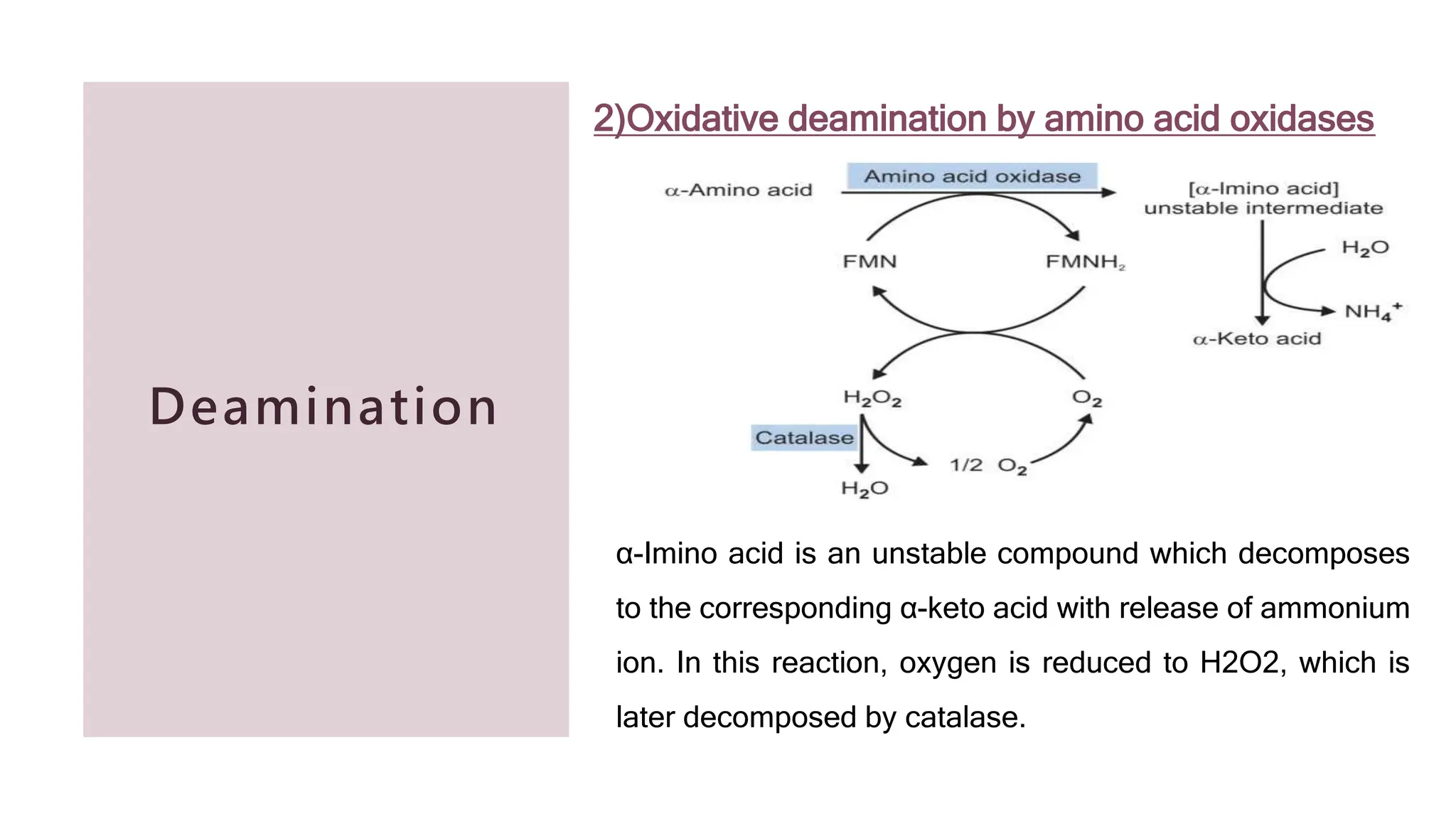 Protein and amino acids metabolism in the body | PPTX