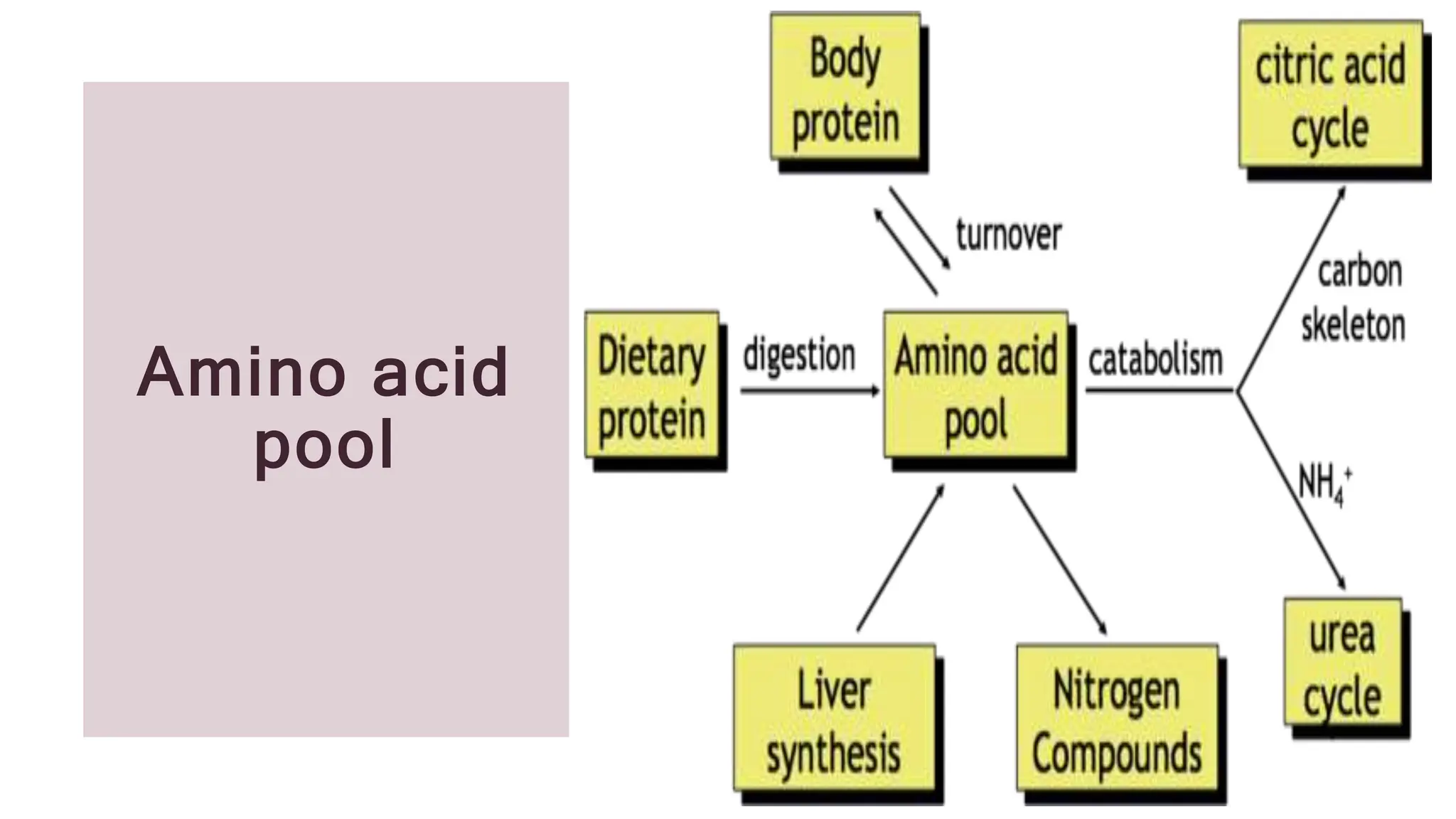 Protein and amino acids metabolism in the body | PPTX