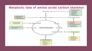 Protein and amino acids metabolism in the body | PPTX