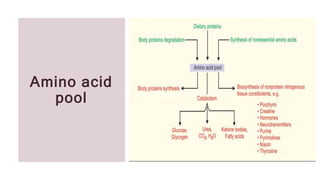 Protein and amino acids metabolism in the body | PPTX