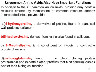 PROTEIN METABOLISMmmnmmm.pptx HONNE.pptx