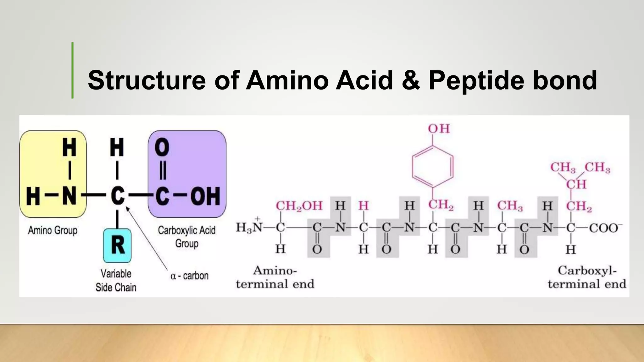 Metabolism of Protein and Amino Acids | PPTX