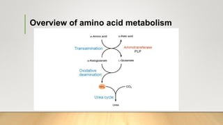 Metabolism of Protein and Amino Acids | PPTX
